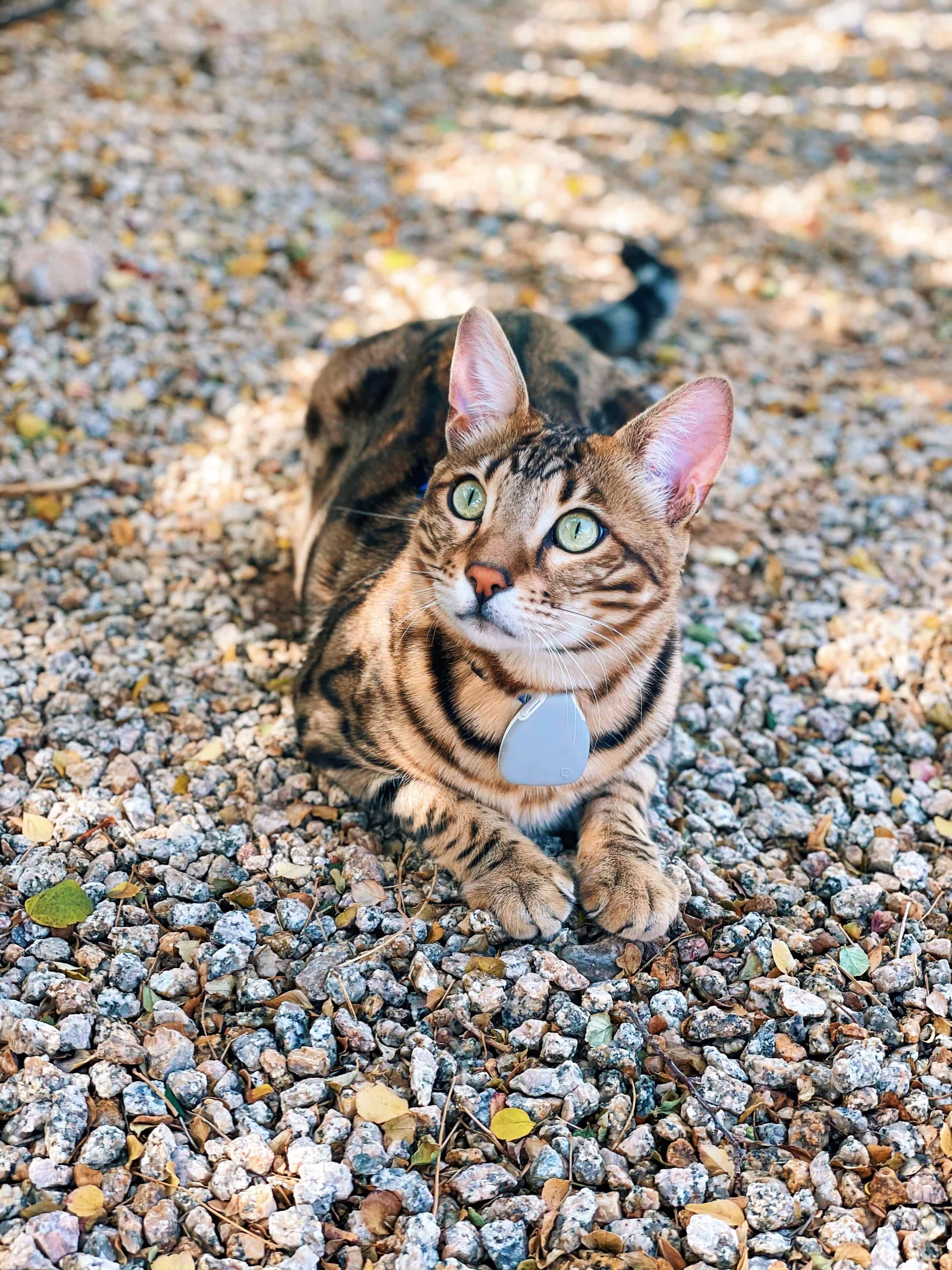 The Best GPS Tracker for Small Pets